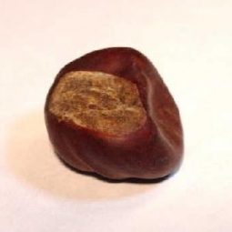 Buckeye (Horse Chestnut/Mojo Bean)