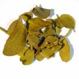 Mistletoe Leaf & Stem 1/2 Oz. (Viscum album) (Seasonal)