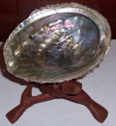 Abalone Shell, Medium