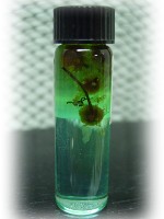 Inner Peace Spiritual Oil